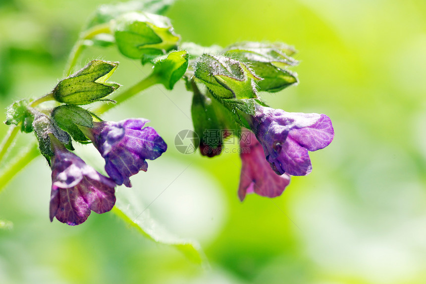 花朵宏观蓝色公园植物植物群花瓣花园森林毛茛阴影图片