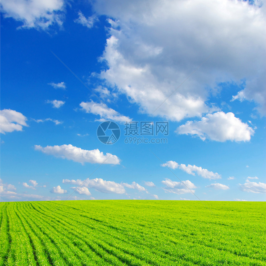 绿绿地花朵空地场地蓝色天空晴天粮食丘陵孤独生长图片