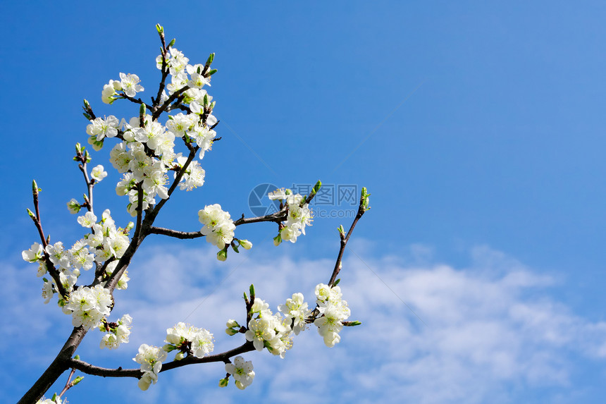 樱花枝蓝色美丽生长植物宏观阳光日光季节天空水果图片