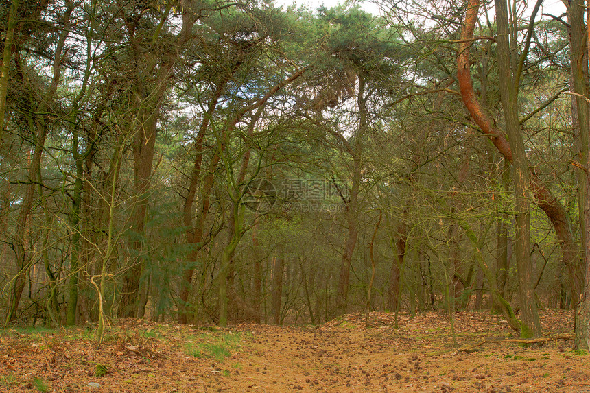 松林林环境公园松树自然木头绿色季节林地植物图片