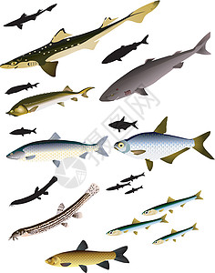 收集鱼类矢量图象生活插图野生动物白眼角鲨鳗鱼鲨鱼食物荒野白鲸插画
