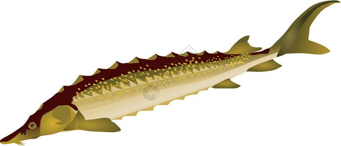 Sturgeon 矢量图像钓鱼鲟鱼黑色白色绘画网络食物游泳漂浮生活背景图片