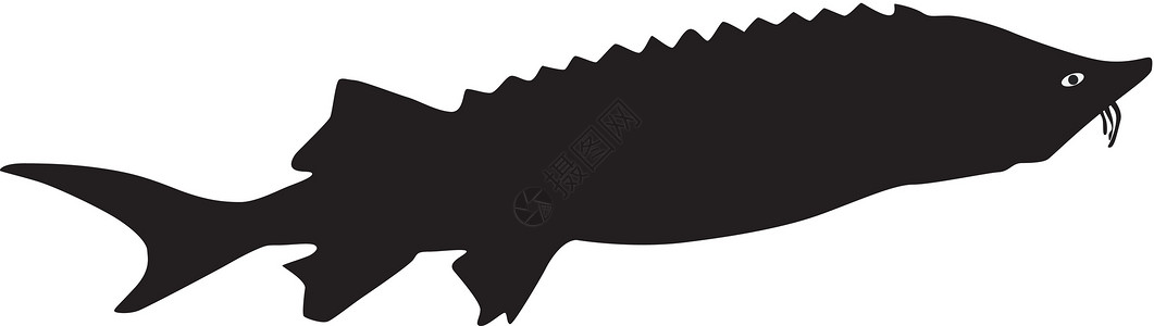 鸭嘴鲟矢量白鲸钓鱼插图荒野生活游泳漂浮食物野生动物网络绘画设计图片