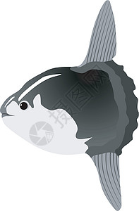 翻车鱼太阳鱼艺术食物漂浮网络插图黑色绘画钓鱼眼睛荒野插画