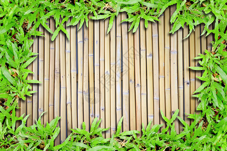 青翠美丽竹子竹底的绿草晴天风景场地桌面植物风格生长农场国家装饰背景
