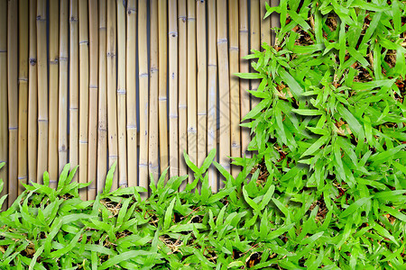 青翠美丽竹子竹底的绿草地面晴天风景桌面墙纸国家装饰生长生态场地背景