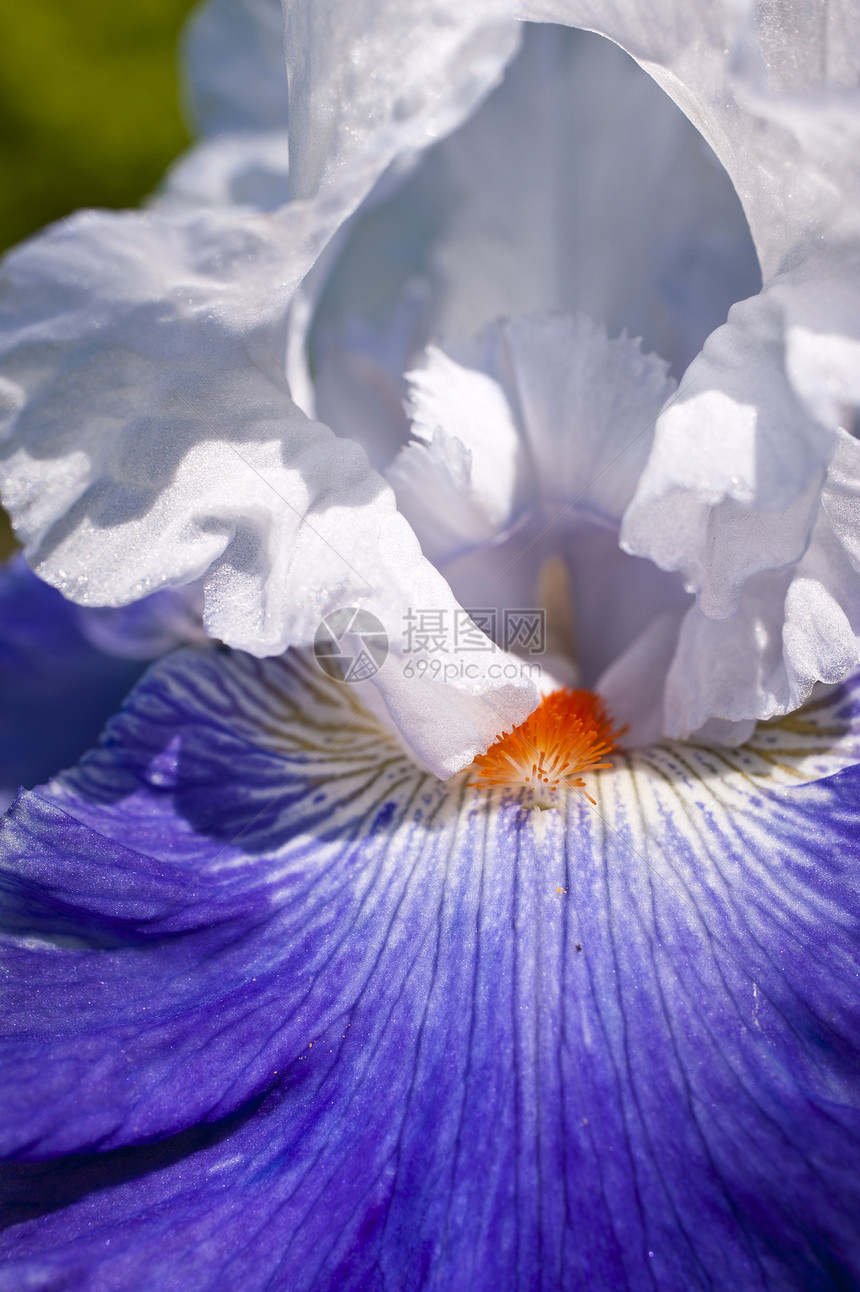 百合花园晴天草地白色蓝色花朵植物植物群图片