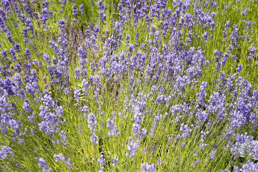 花朵公园区系植物群草地绿色薰衣草花园植物学植物花束图片