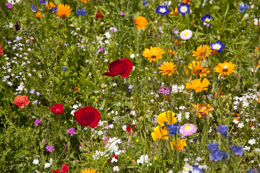 花草地花朵植物群区系植物绿色花束公园花园植物学图片