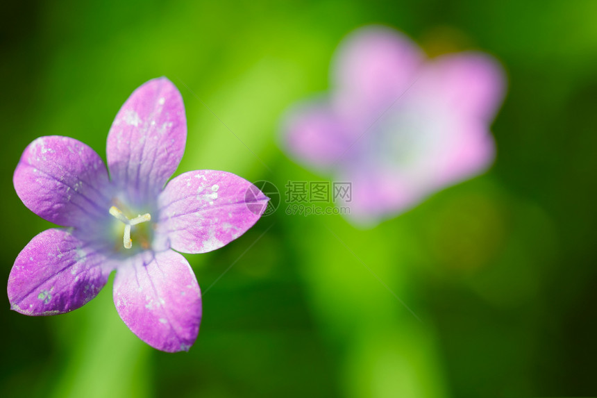 夏花背景紫色植物学花园晴天宏观花朵叶子礼物花瓣花束图片
