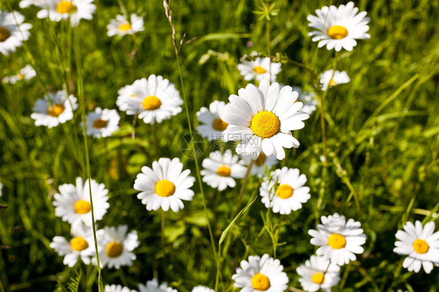 卢卡尼的粗俗白色白花草植物学雏菊花瓣叶子施肥花园宏观绿色图片