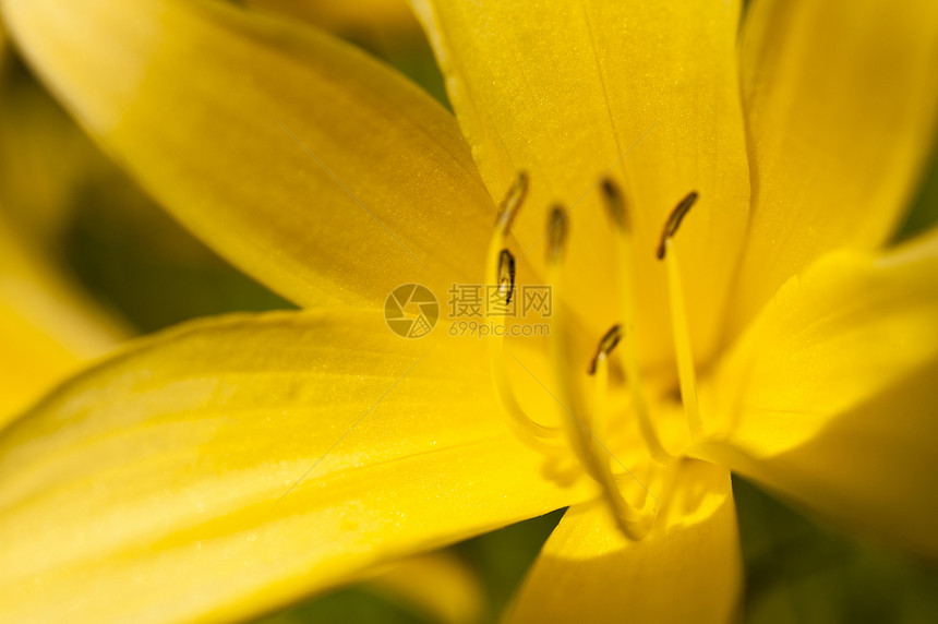 百合植物群花园植物花朵草地晴天萱草黄色蓝色图片