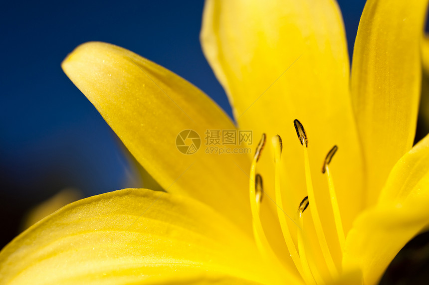 百合植物蓝色植物群花朵晴天草地萱草花园黄色图片