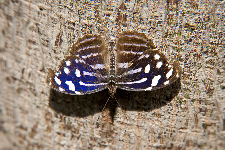 蝴蝶飞行动物学翅膀昆虫生物学动物图片