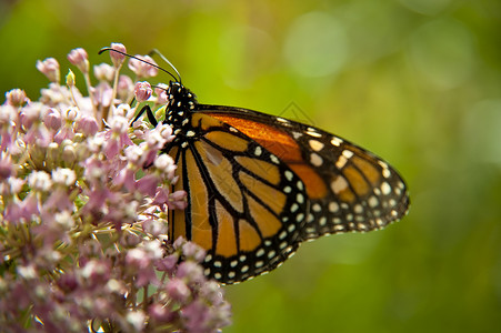 蝴蝶翅膀生物学昆虫动物动物学飞行背景图片