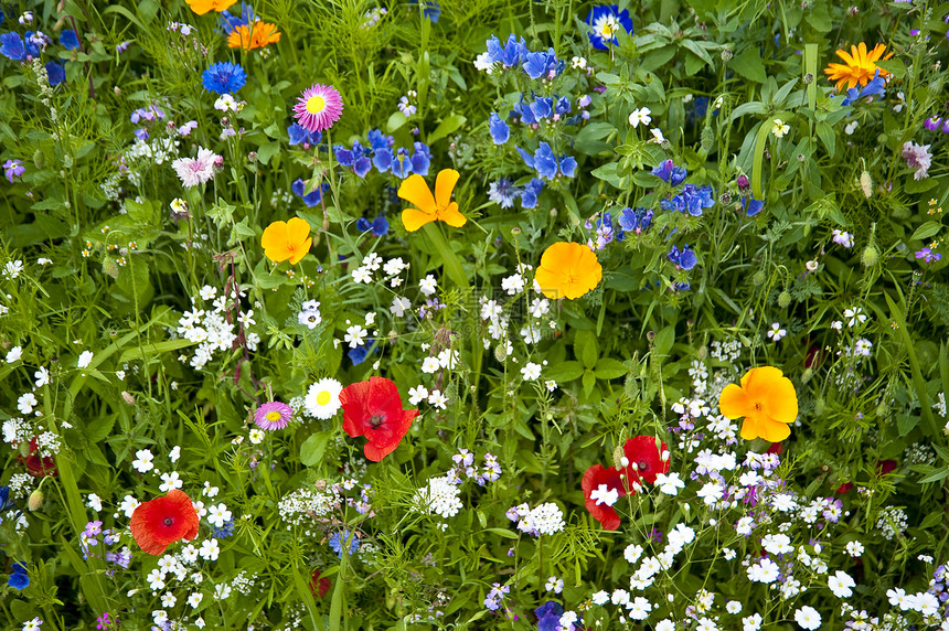 花朵公园植物区系植物群植物学花园草地绿色花束图片
