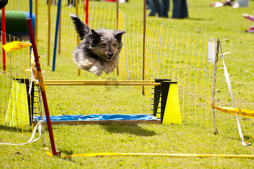 正在运行的狗狗运动学校速度跑步小狗跳跃宠物动物竞赛训练图片