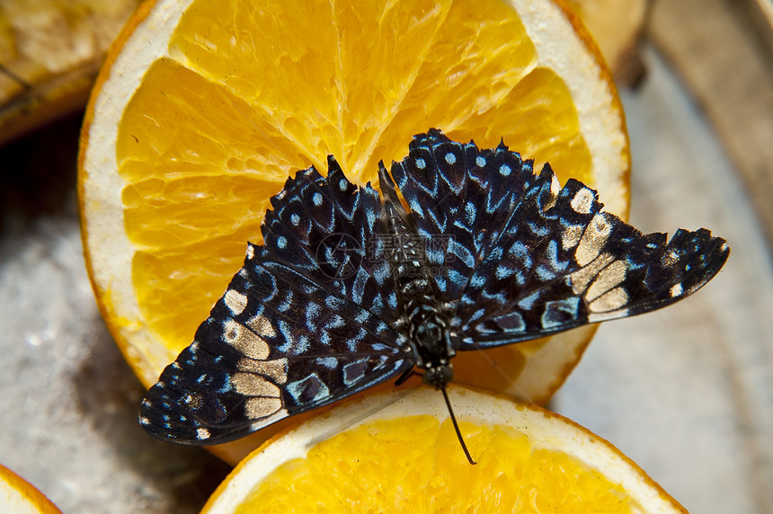 蝴蝶昆虫翅膀动物学生物学动物飞行图片