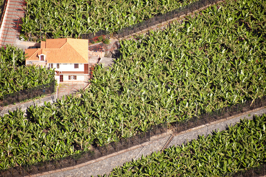 马 提拉香蕉村庄建筑墙壁窗户树木街道蓝色植物房屋图片