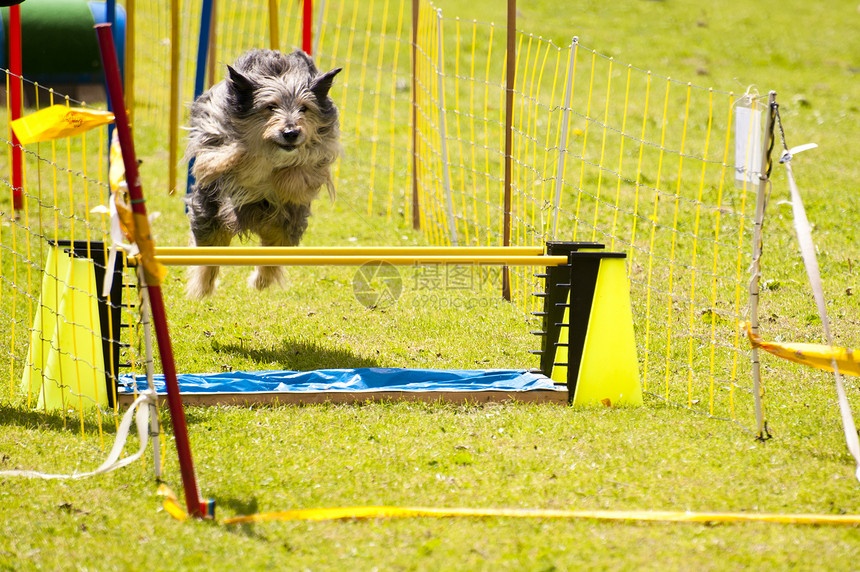 正在运行的狗狗跳跃速度运动小狗学校跑步宠物训练小动物竞赛图片