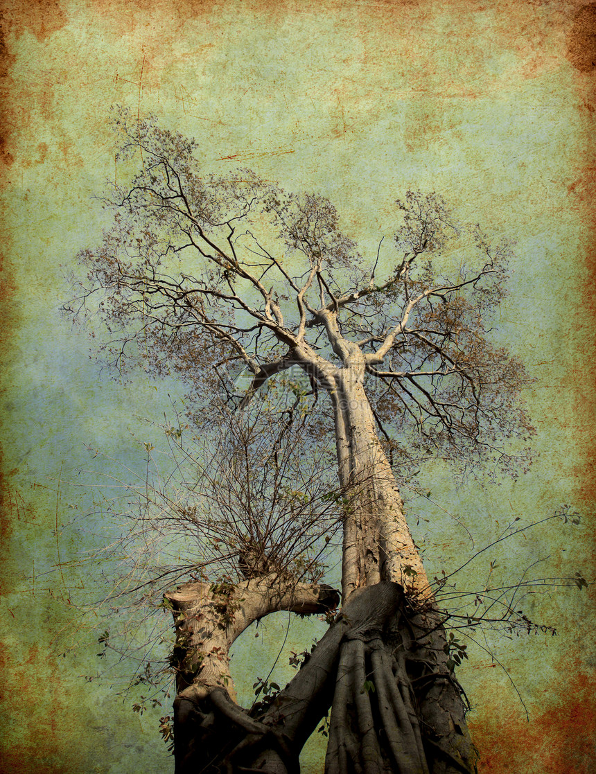 干枯树的 Grunge 图像图片