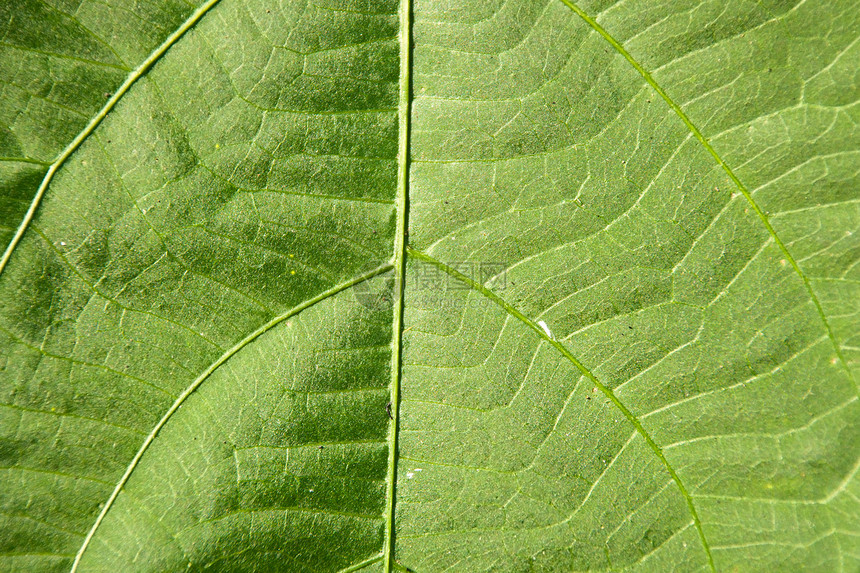 一片绿叶的纹理作为背景生活静脉叶子植物学植物生长生态绿色植物群图片