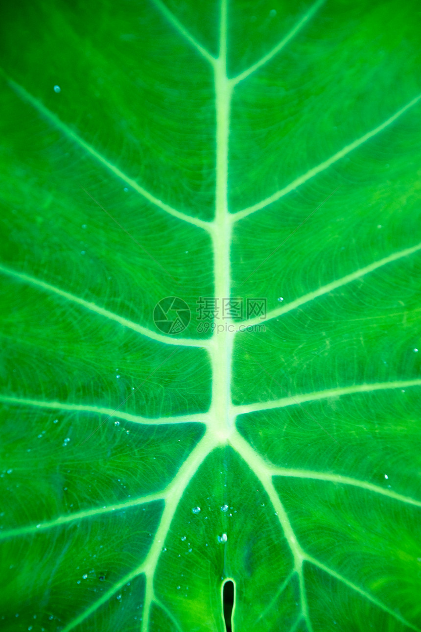 一片绿叶的纹理作为背景植物植物学生态生活叶子植物群静脉绿色生长图片