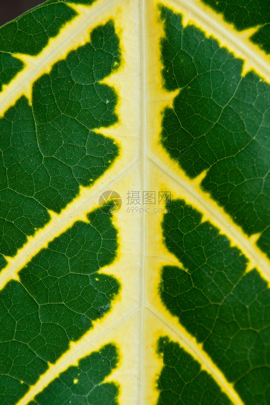 一片绿叶的纹理作为背景生长植物学生态植物植物群绿色静脉叶子生活图片