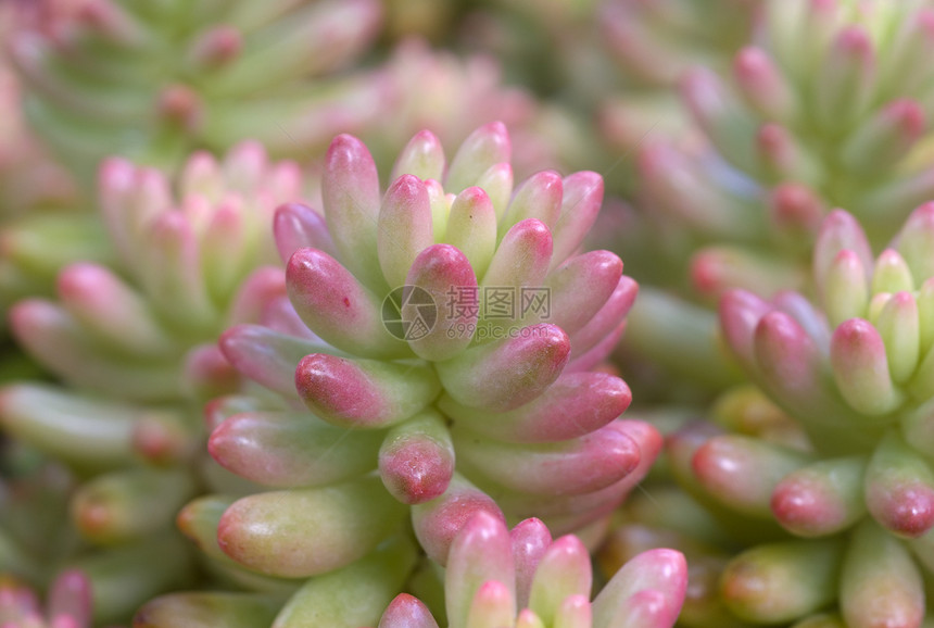 绿粉红色 Succulent 植物肉质草本生长粉色极光花园园艺绿色沙漠图片