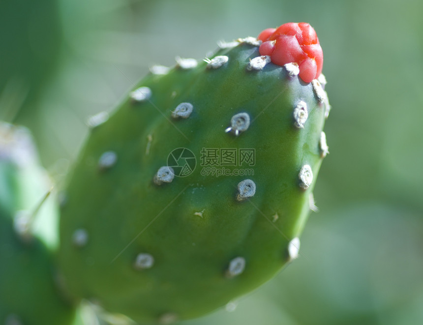 仙人掌植物上的红花图片