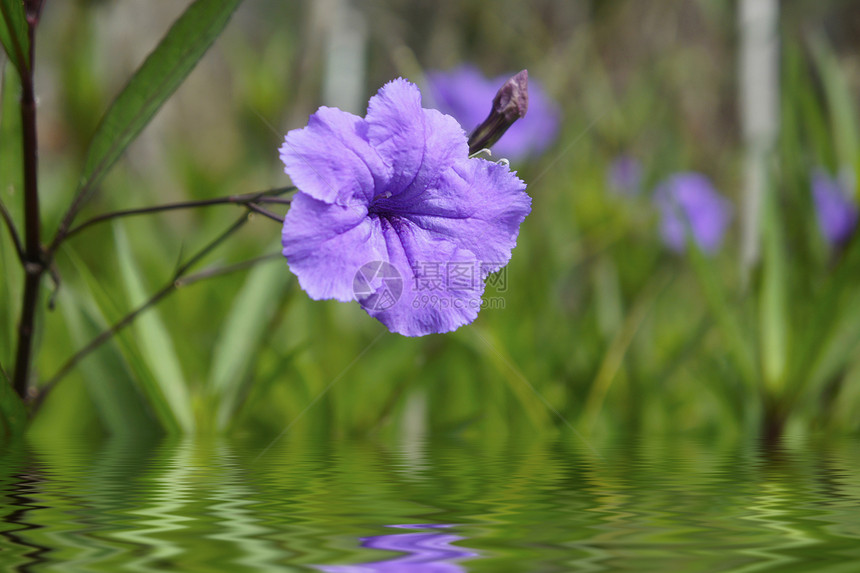 紫花花园艺宏观反射生长植物树叶花朵紫花草本植物波浪图片