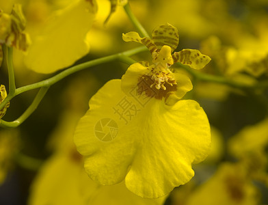 棕褐黄色兰花花 土豆高清图片