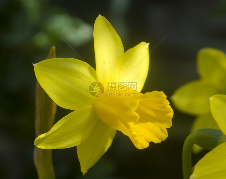 达菲多迪尔纳西索斯黄花园艺生长香味花园水仙植物群黄色图片