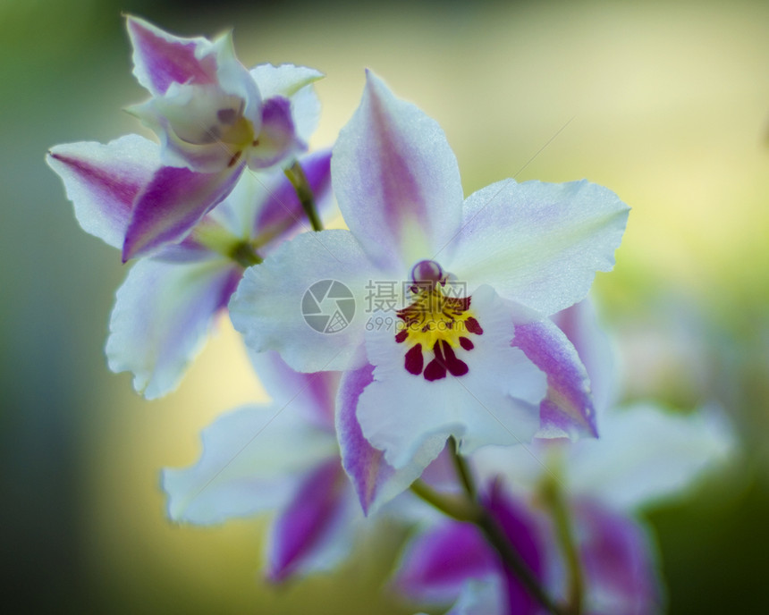 粉红白兰花花生长园艺花园白色兰花植物群图片