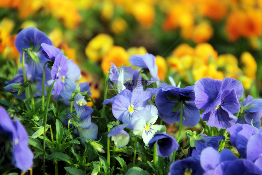 公园里的鲜花紫色花朵花园季节叶子蓝色植物群花瓣植物植物学图片