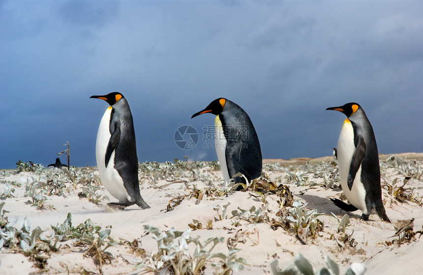 三只企鹅王海滩领导者荒野领导动物旅游野生动物群岛风暴鸟类图片