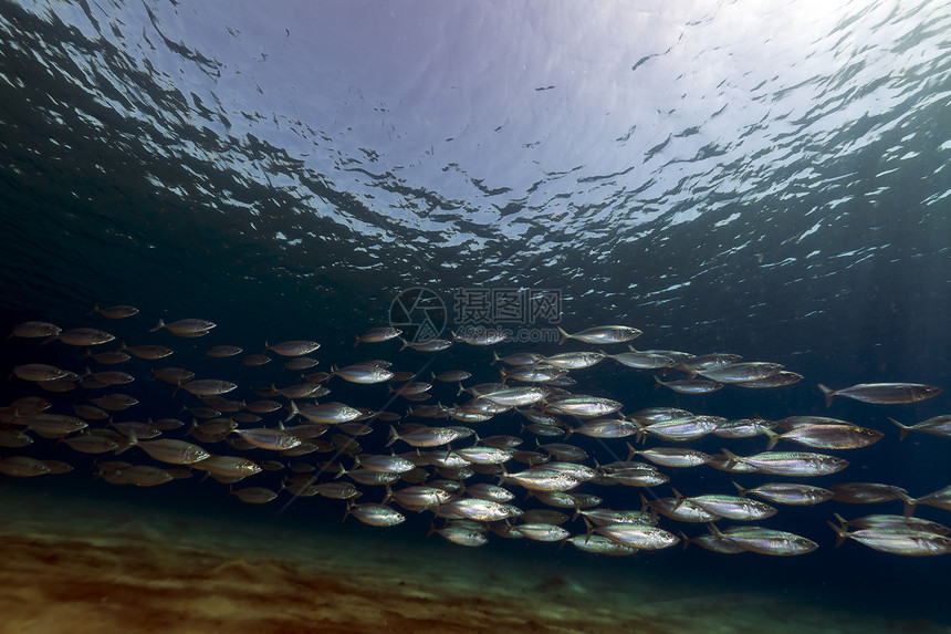 在红海被剥去的竹植物场景天堂海景条纹太阳潜水生活鲭鱼盐水图片