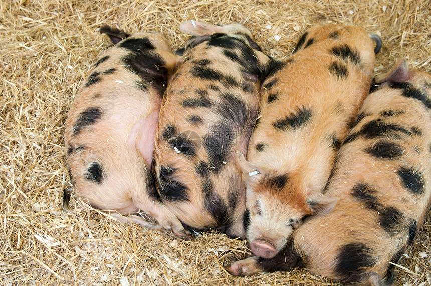 婴儿猪农业新生动物稻草福利仔猪家畜小猪母猪团体图片