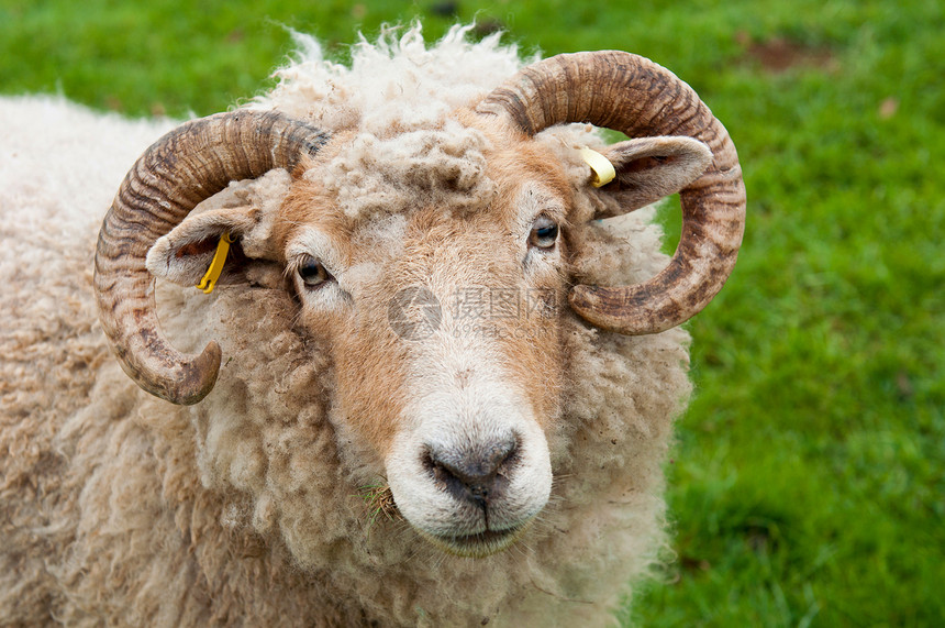 牧羊带角内存农场国家野生动物农村眼睛农田毛皮牧场乡村图片