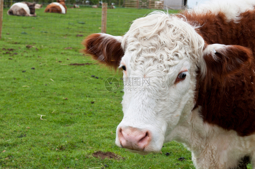 奶牛奶制品牛奶鼻子动物乡村农场牧场哺乳动物家畜棕色图片