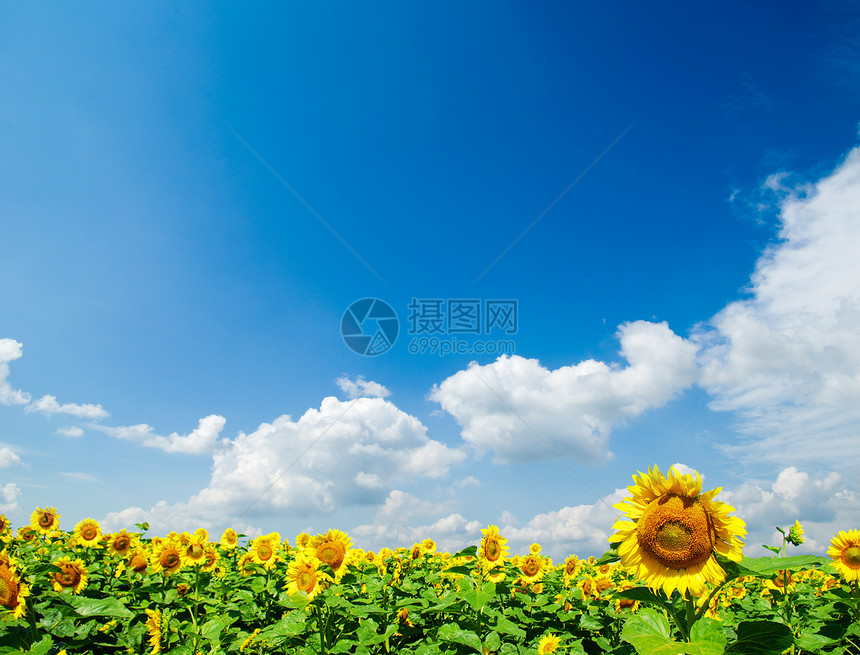 向向向外字段文化天空黄色绿色农场国家植物晴天生长蓝色图片