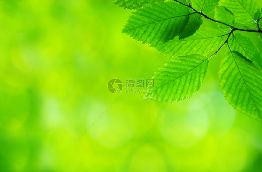 绿叶宏观生长树木植物森林绿色图片