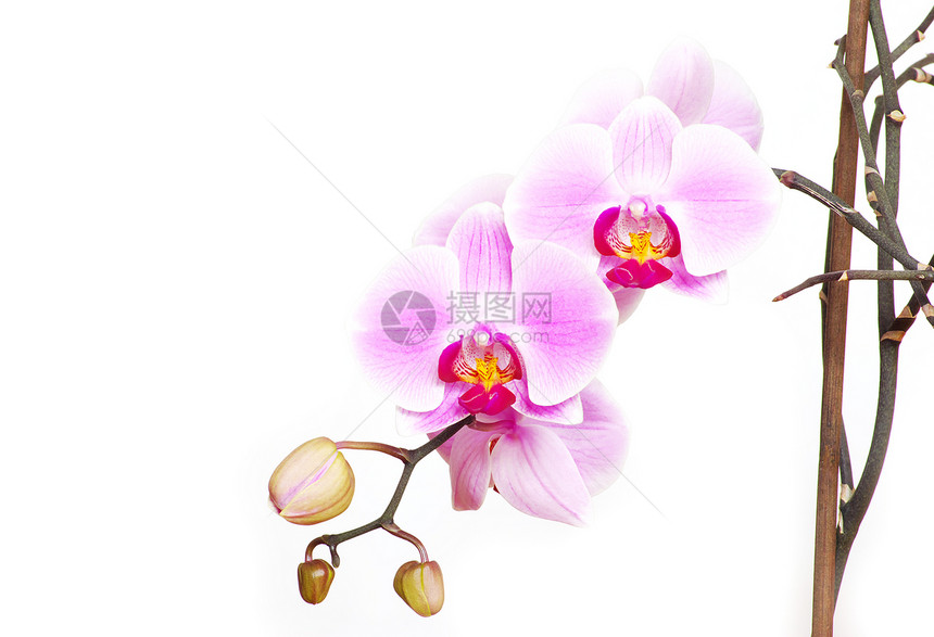 兰花热带粉色黑色温泉花瓣标签礼物植物花束卡片图片