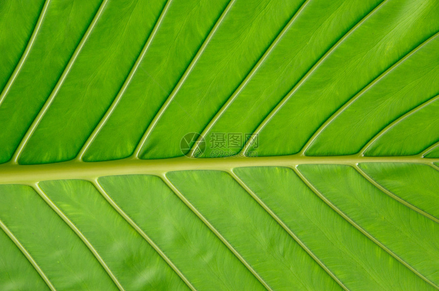 树叶纹理植物群生活植物生态生长绿色静脉叶子图片