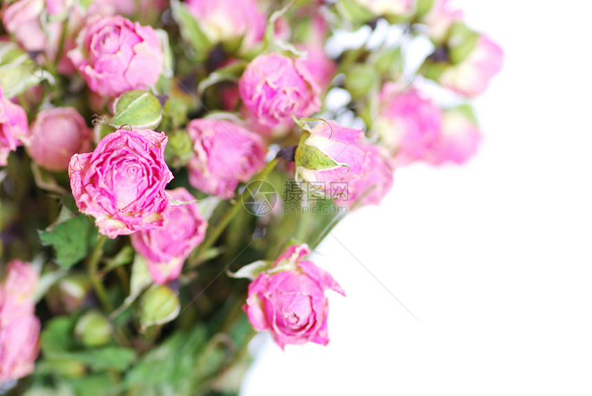 玫瑰花玫瑰红色娱乐晴天植物宏观花瓣热情白色图片