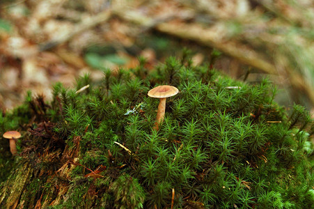 存根苔实中的蘑菇背景