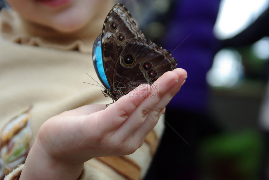 美丽的蝴蝶在儿童手指上图片