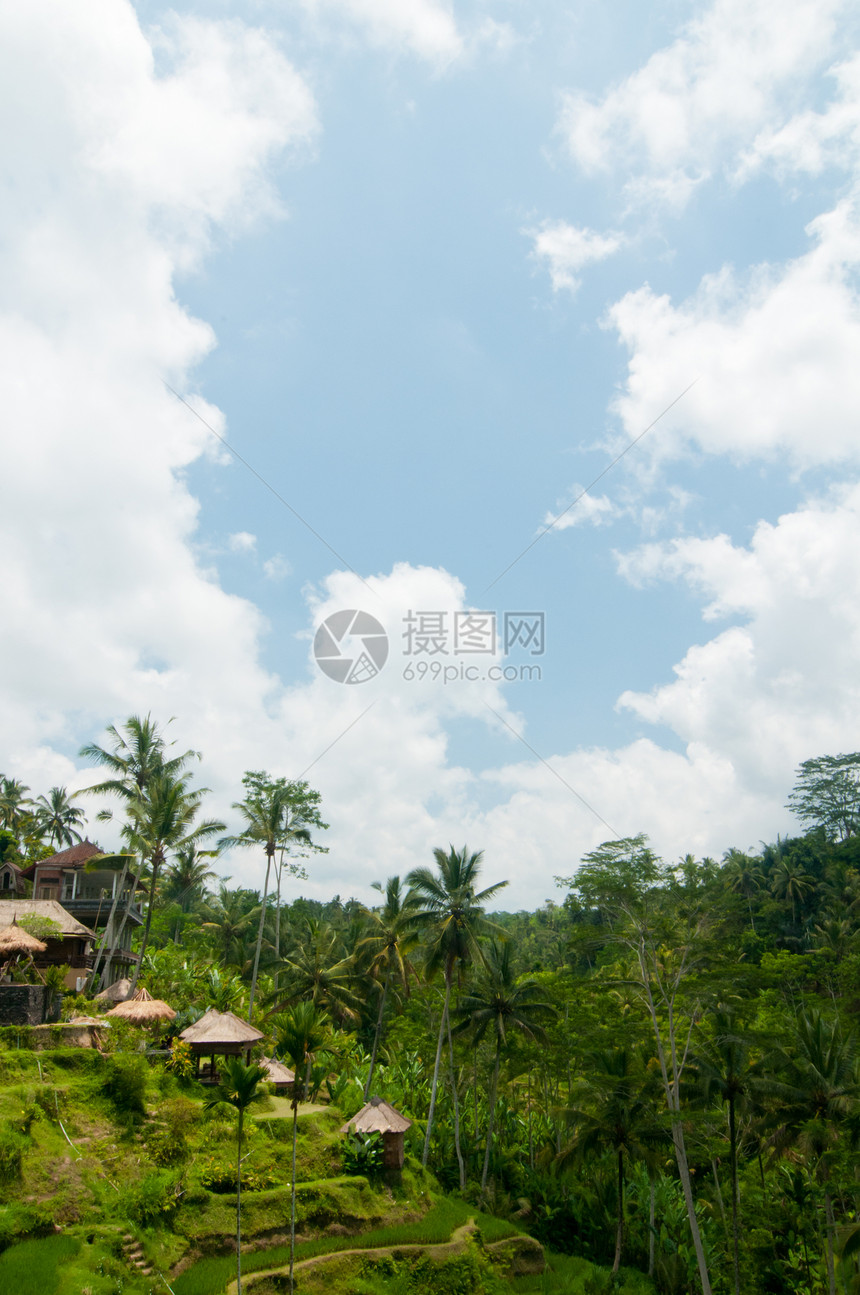 巴厘的稻田天空旅行棕榈食品房子爬坡收获气候植物叶子图片