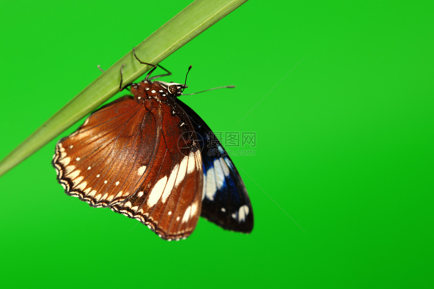 草地上的黄草生物园艺农场白色生长地面动物蝴蝶下层植物图片