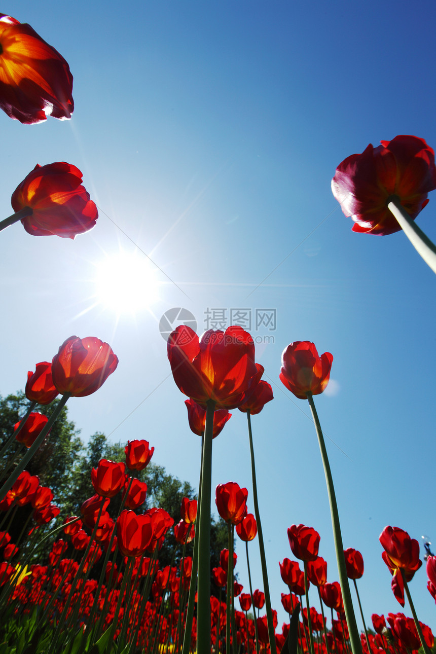 红郁金香对天太阳生活叶子团体花瓣橙子生长蓝色天空植物群图片
